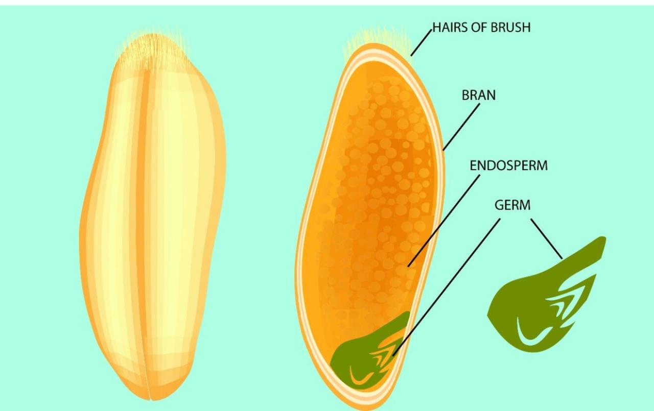 The wholesome goodness of whole grains | Happiest Health
